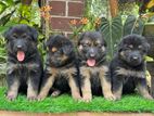 orginal Lion shepherd puppies