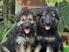 Original Lion Shepherd Puppies