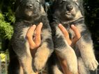 Lion Shepherd Puppies