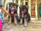 Lion Shepherd Puppies