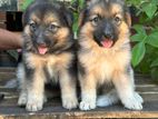 Lion Shepherd Puppies