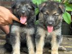 Lion Shepherd Puppies