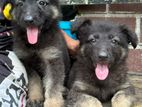 Lion Shepherd Puppies