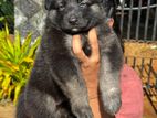 Lion Shepherd Puppy