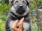 Shepherd Puppy