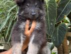 Lion Shepherd Puppy