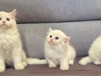 Original Persian Cat