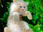 Persian Cat