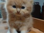 Persian Kittens