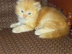 Persian Kittens