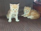 Persian Kittens
