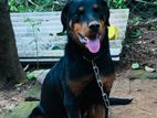 Rottweiler Dog