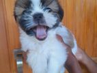 Shih Tzu Puppies