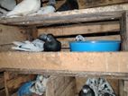 Timer Pigeon