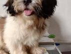 Shihtzu Dog