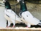 Original Tedy Pigeon