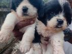 Shih Tzu Puppies