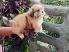 Shih Tzu Puppies