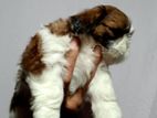 Shih Tzu Puppies
