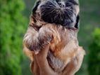 Shih Tzu Puppies