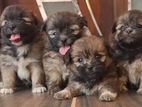 origanal.shitzu.puppies.