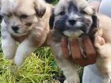 Shih Tzu Puppies