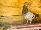 Alu Indian Pigeon