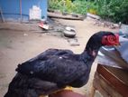 Aseel Rooster