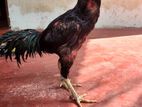 Aseel Rooster