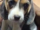 Beagle Puppies