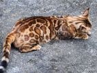 Bengal Cat