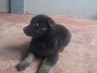 German Shepherd Puppy