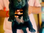 Black Labrador Retriever Puppy