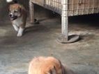 Pomeranian Puppy