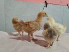 Bramha Chicks