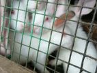Rabbits