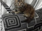 Persian Kittens