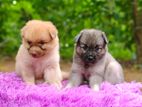 Pomeranian Puppies