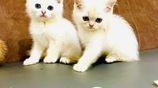British Short Hair Kittens