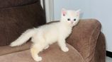British Short Hair Kittens