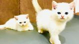 British Short Hair Kittens