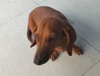 Dachshund Female Dog for Sale
