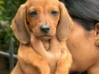 Dachshund Puppies