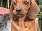 Dachshund Puppy