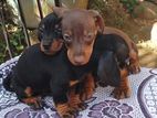 Dachshund Puppies