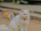 Persian Kitten