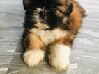 Flat Face Shih Tzu Puppies