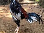 Sharmo Rooster