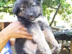 German Shepherd Puppies