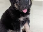 German Shepherd Puppies